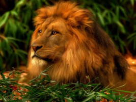 Женщину на одну ночь для секса. – Фото 1