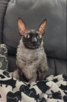 Ищу милфу для куниса. 27, 175/60. – Фото 1