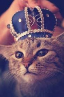 Амлет на улице, на природе, в машине, в необычных местах. – Фото 1