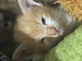 Ищу девушку  – Фото 1